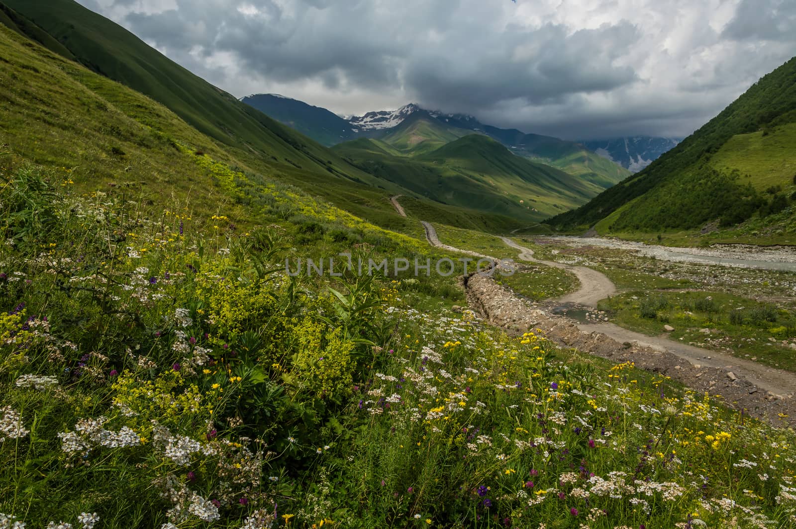 Meadow with flowers in the summer in the mountains