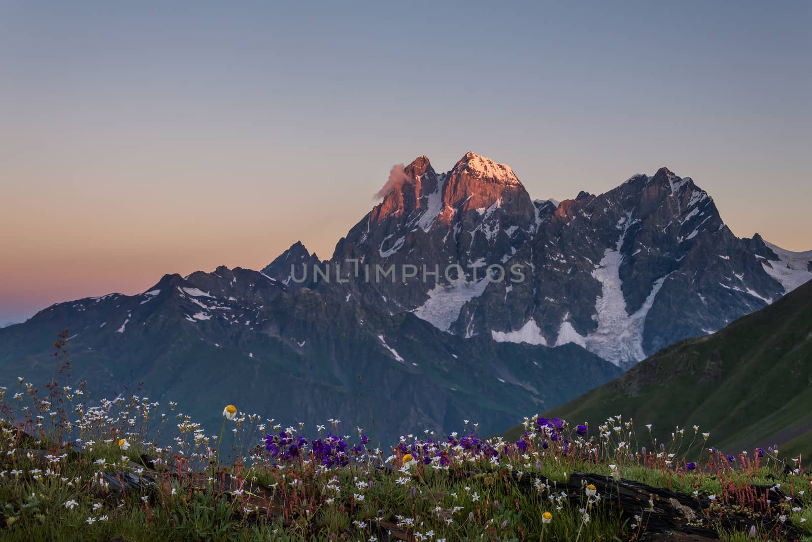 Flowery meadow by firewings