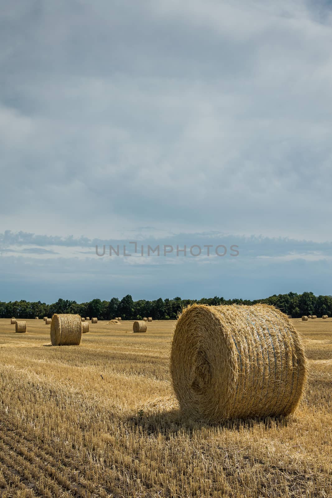 The sloping wheat field with haystacks
