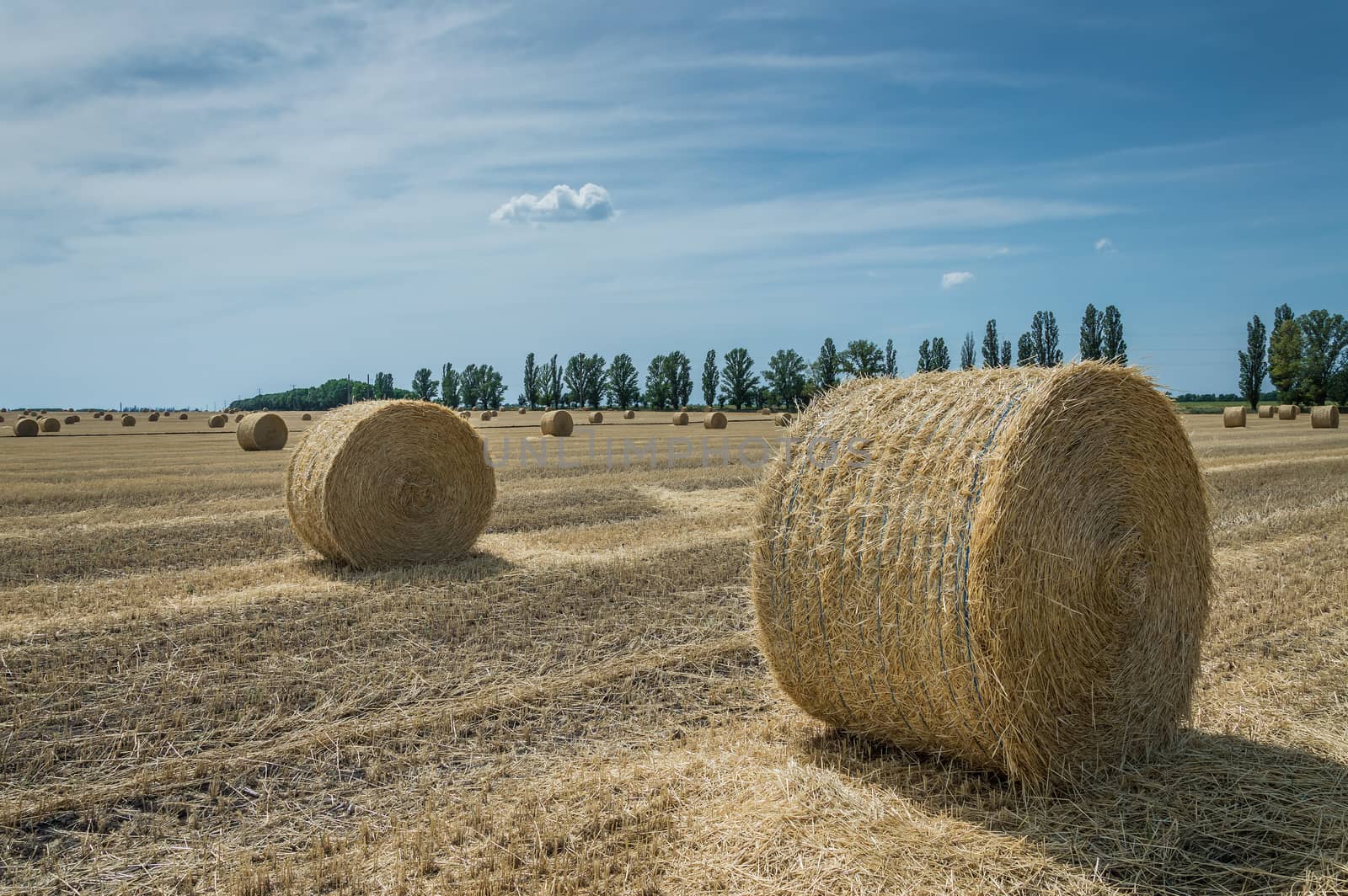 The sloping wheat field with haystacks