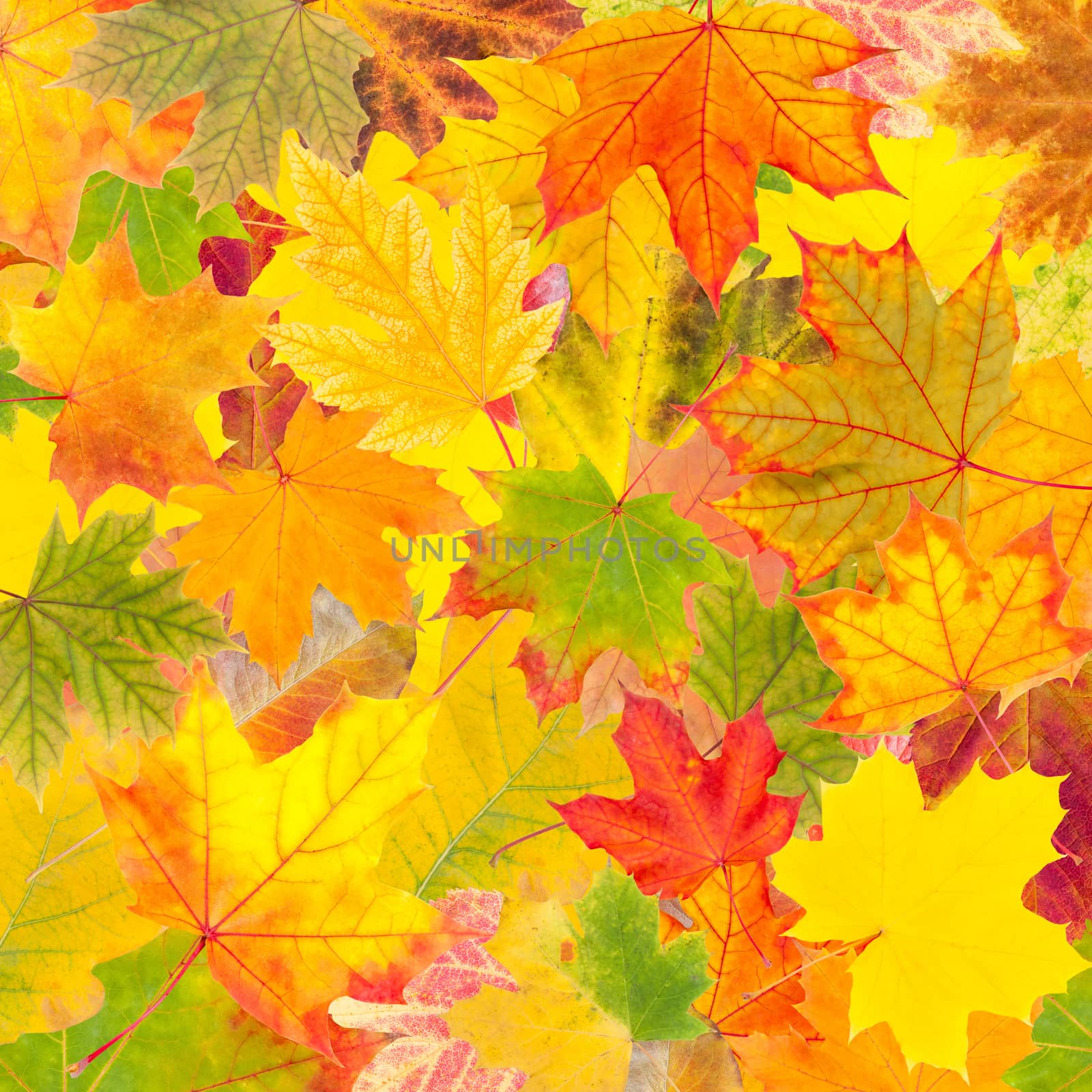 Autumn background with bright leaves