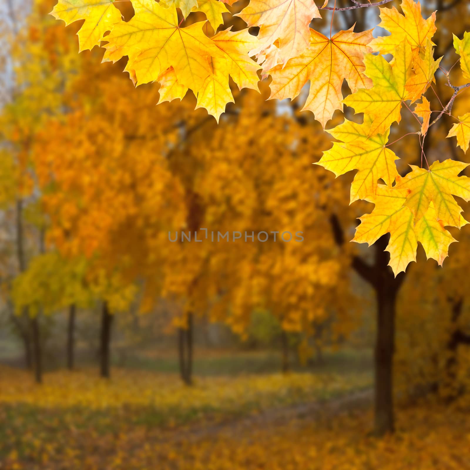 Autumn background with bright leaves