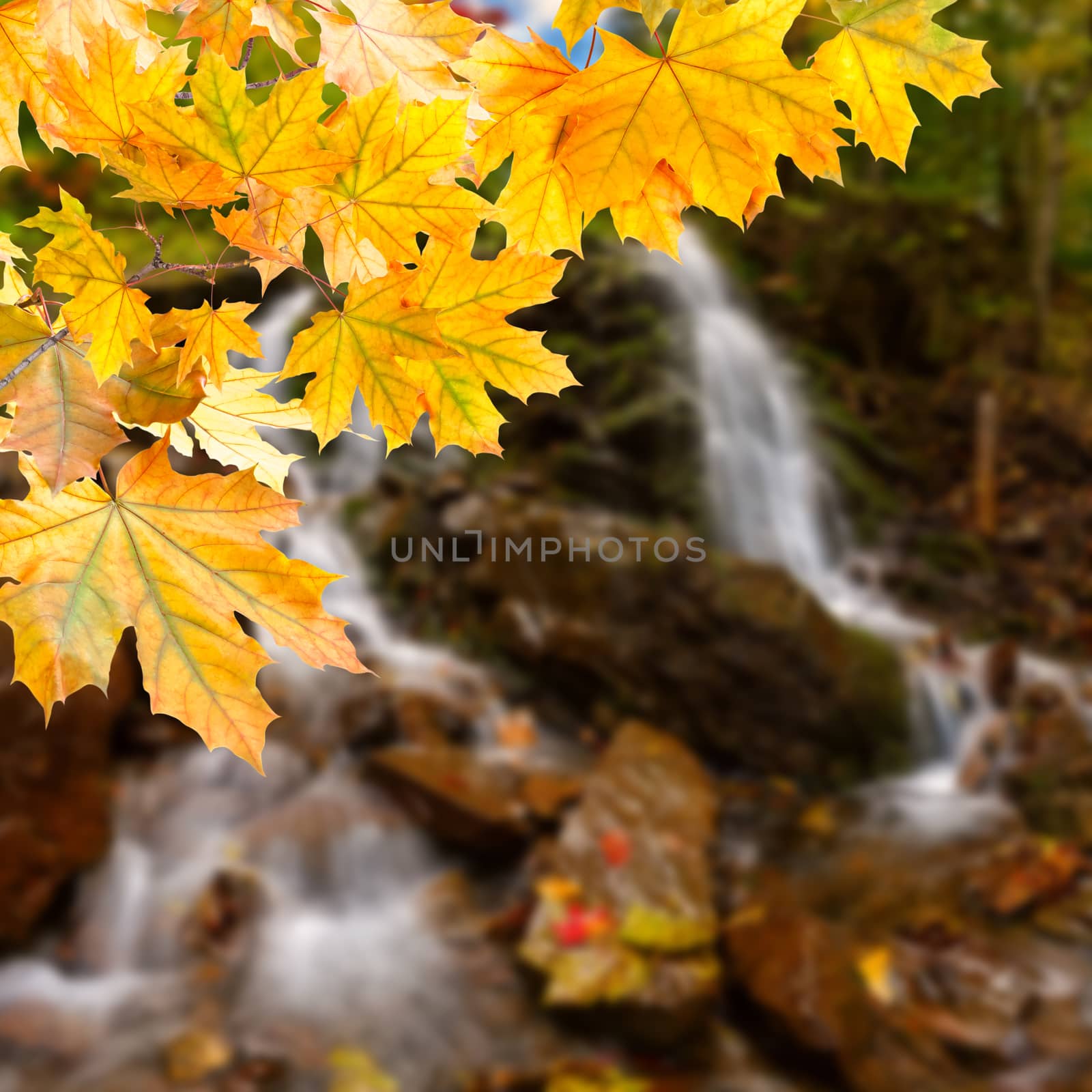 Autumn background with bright leaves