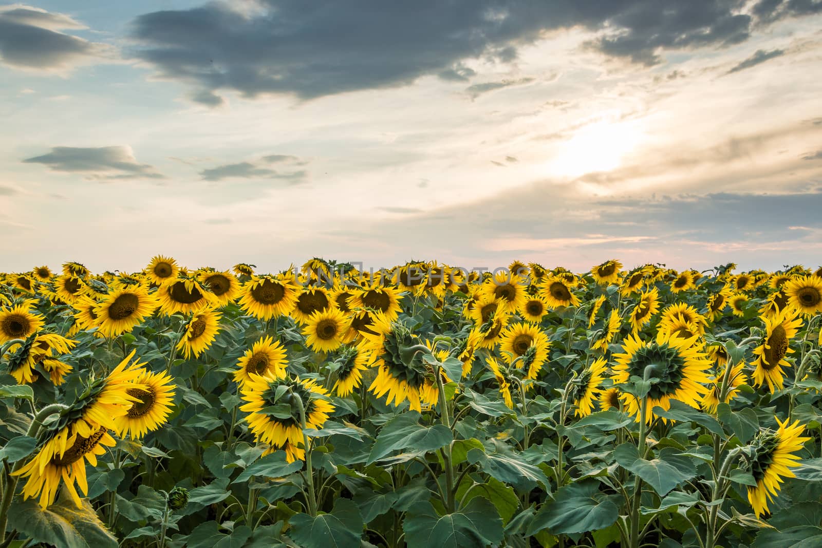 Sunflower field by firewings