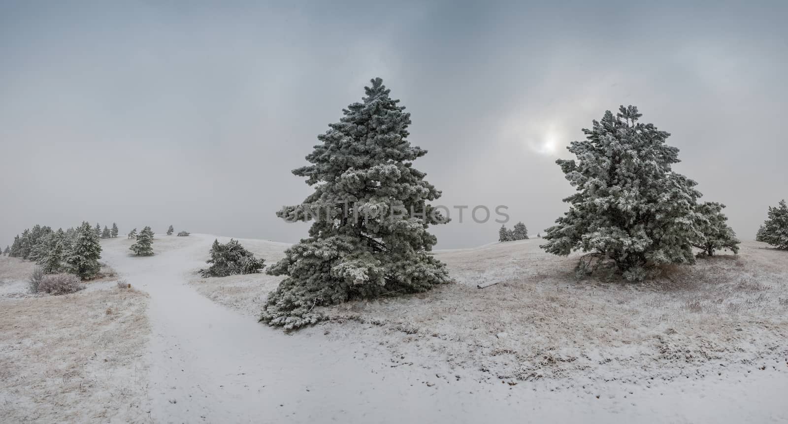 Surrealistic winter landscape with snowfall