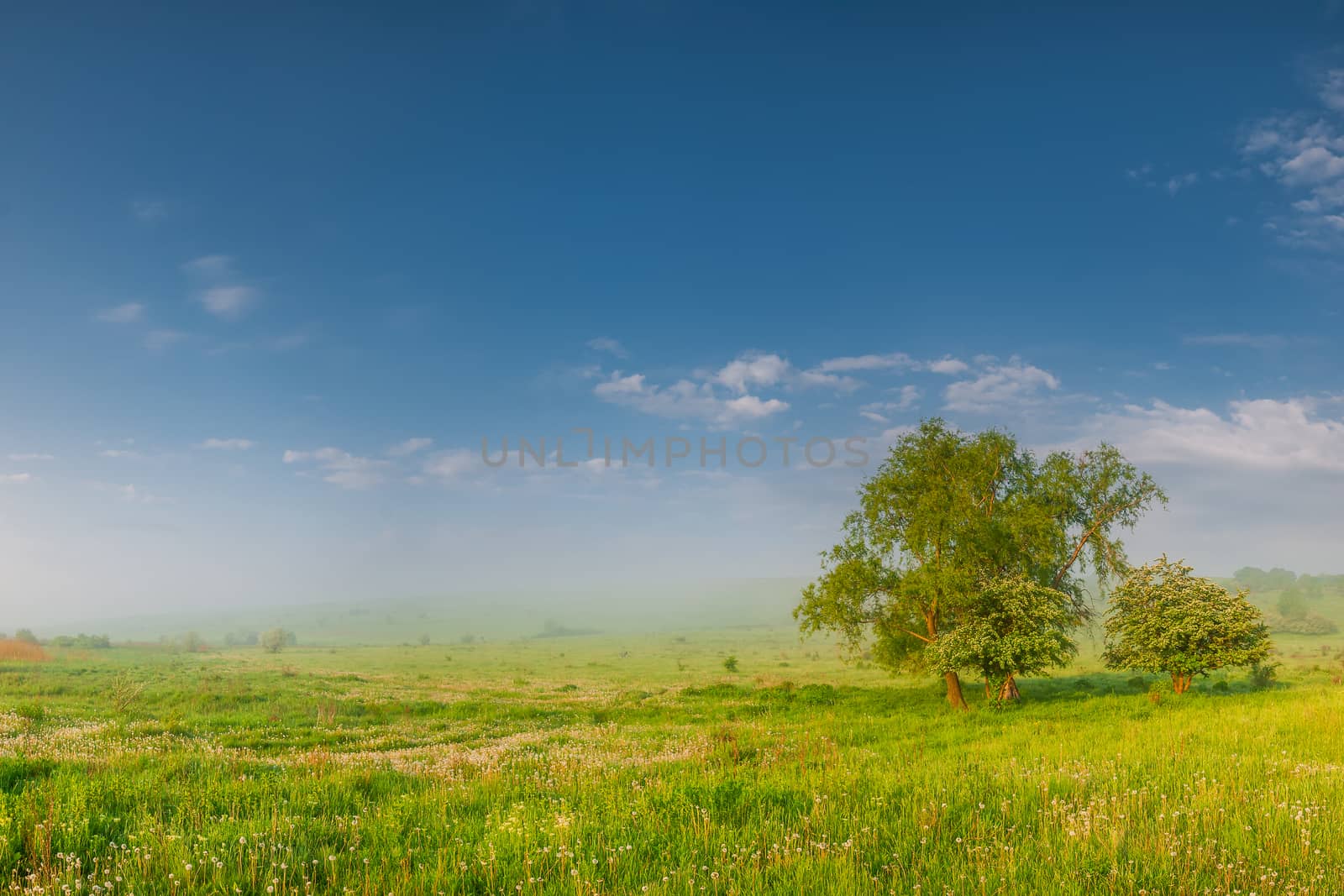 Morning summer meadow with dandelion, trees and fog