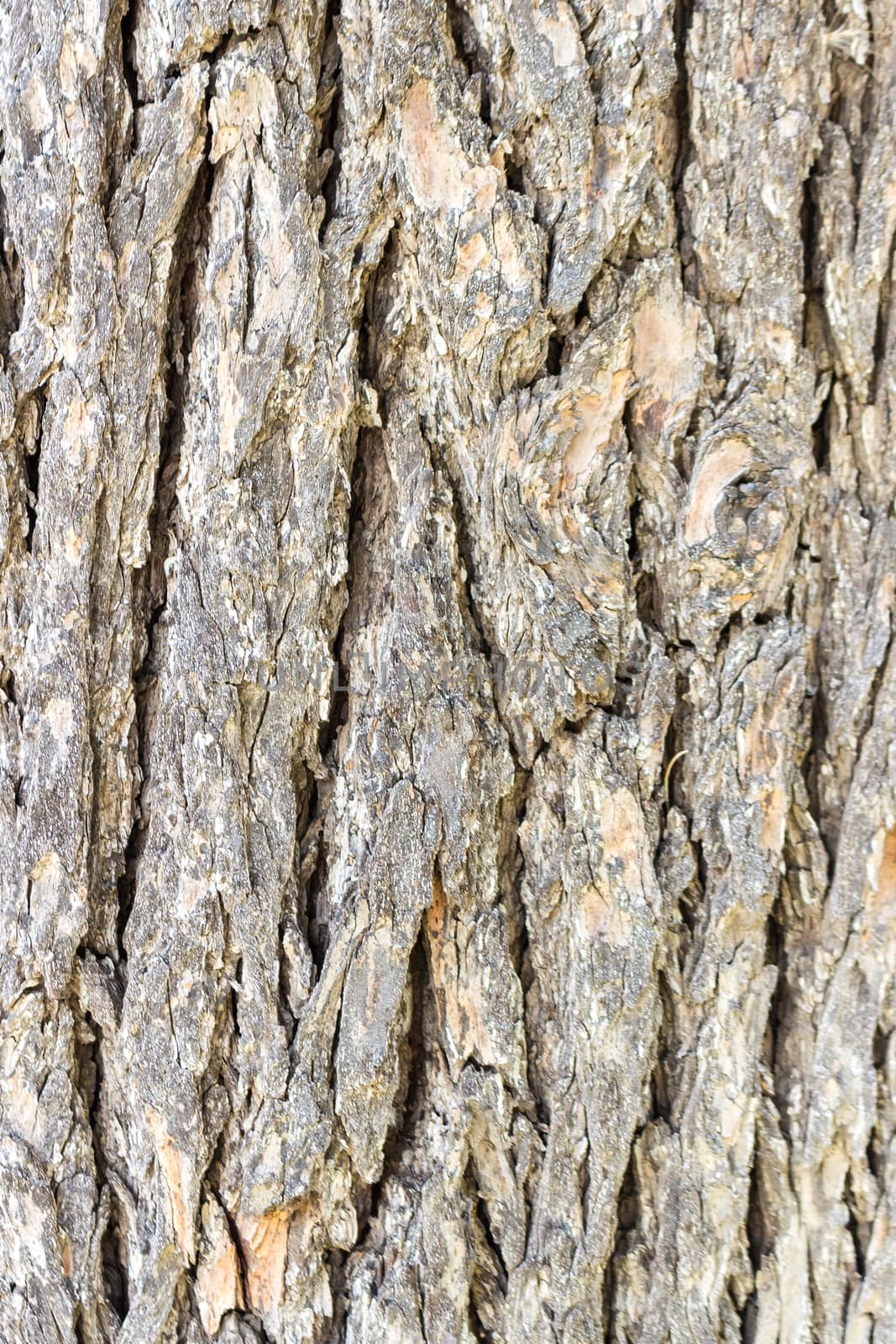 Texture or background of tree bark by alanstix64