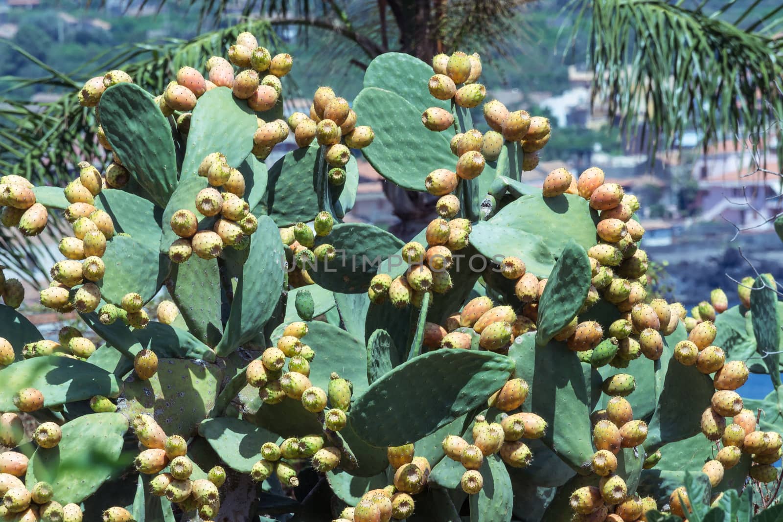 prickly pear cactus full of colorful fruits (Opuntia ficus -indica)