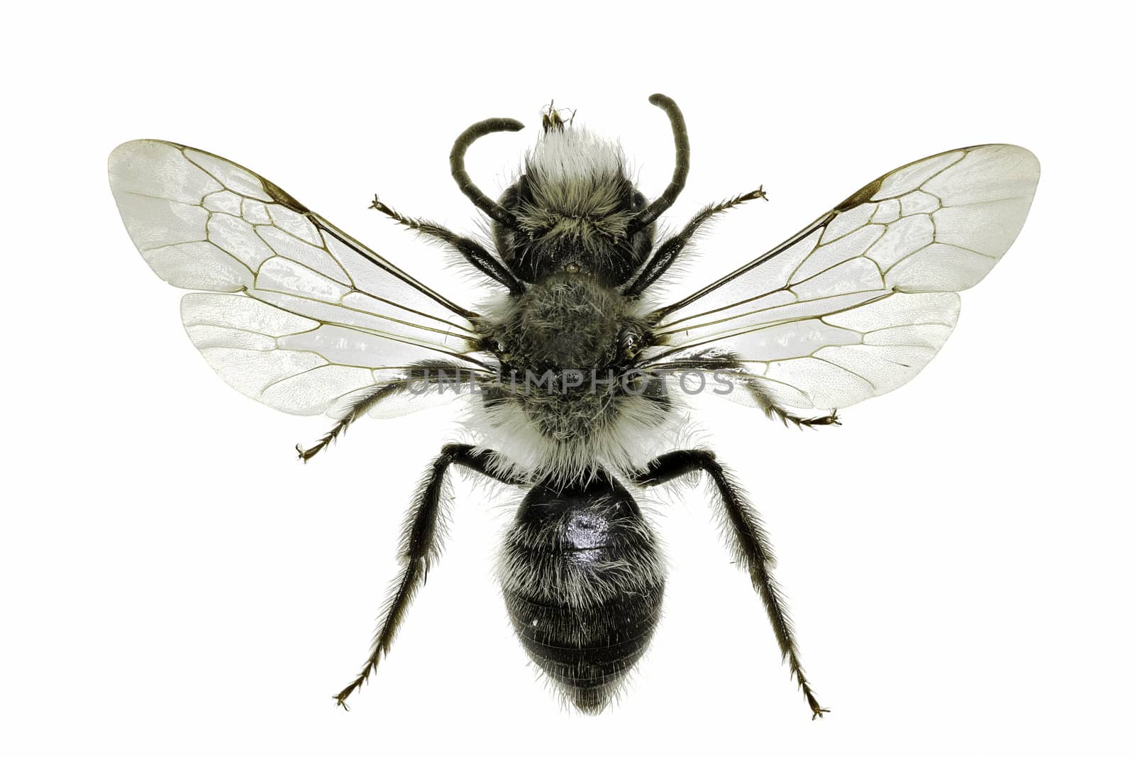 Grey Mining Bee on white Background  -  Andrena cineraria (Linnaeus, 1758) by gstalker