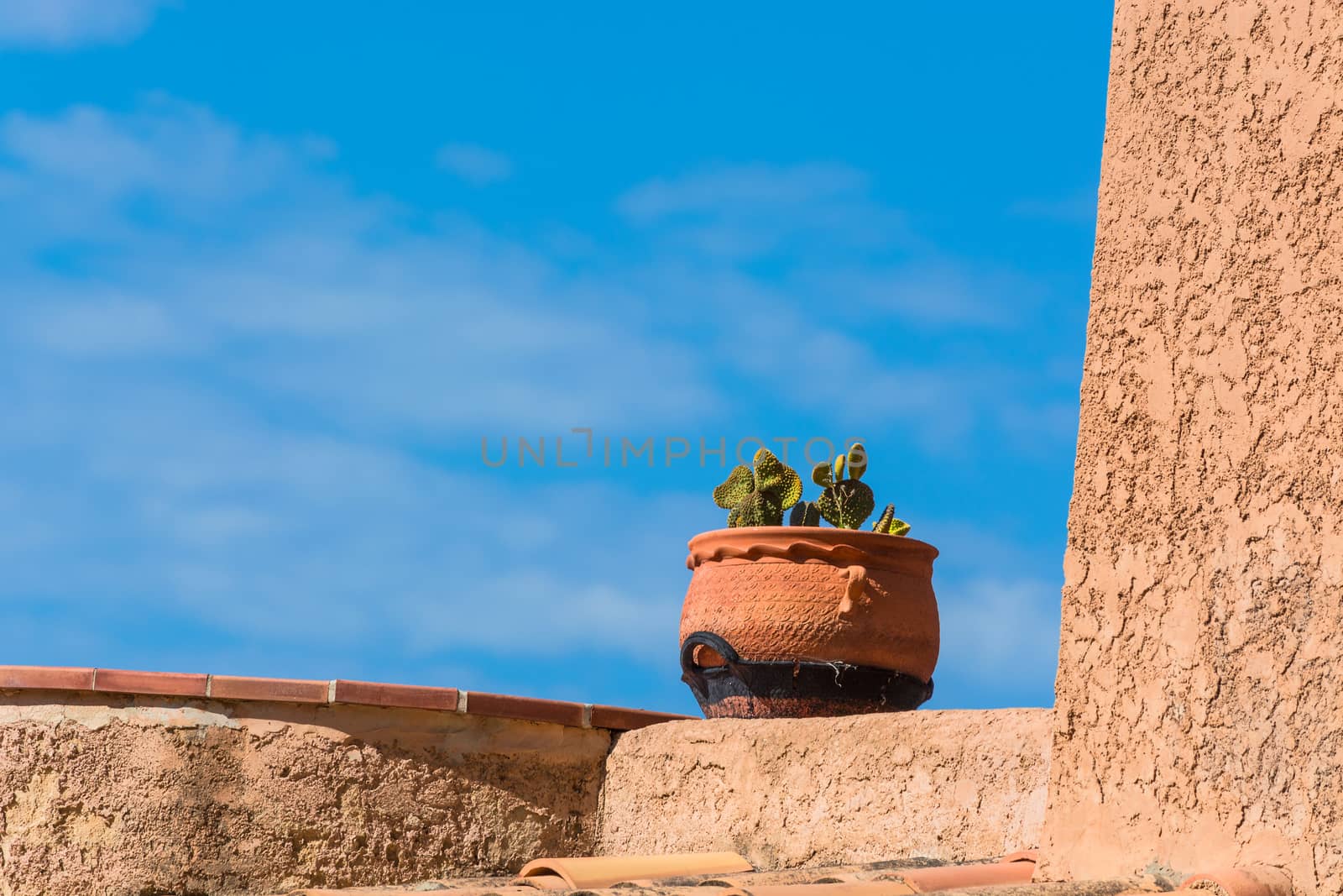 Flowerpot from clay planted with a spiny cactus