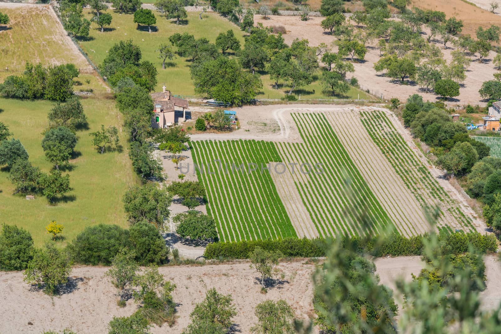 Panoramic view of different fields, Mallorca, Spain