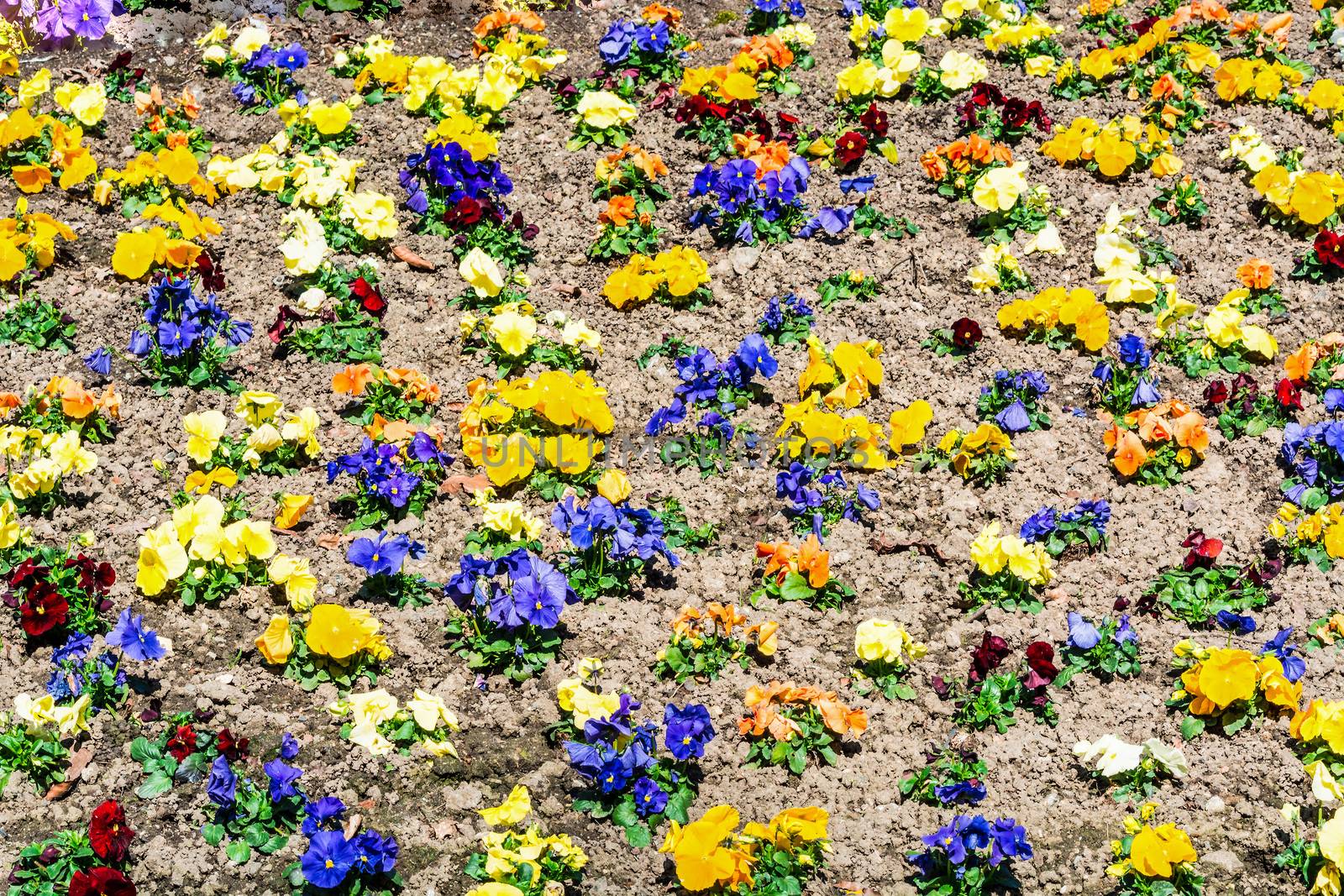 Mixed Pansies in the flowerbed
