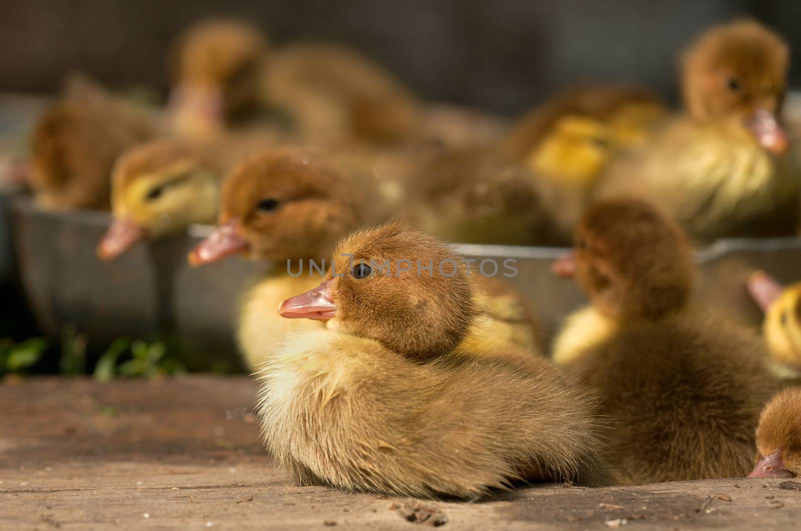 Musk duck ducklings by Goruppa