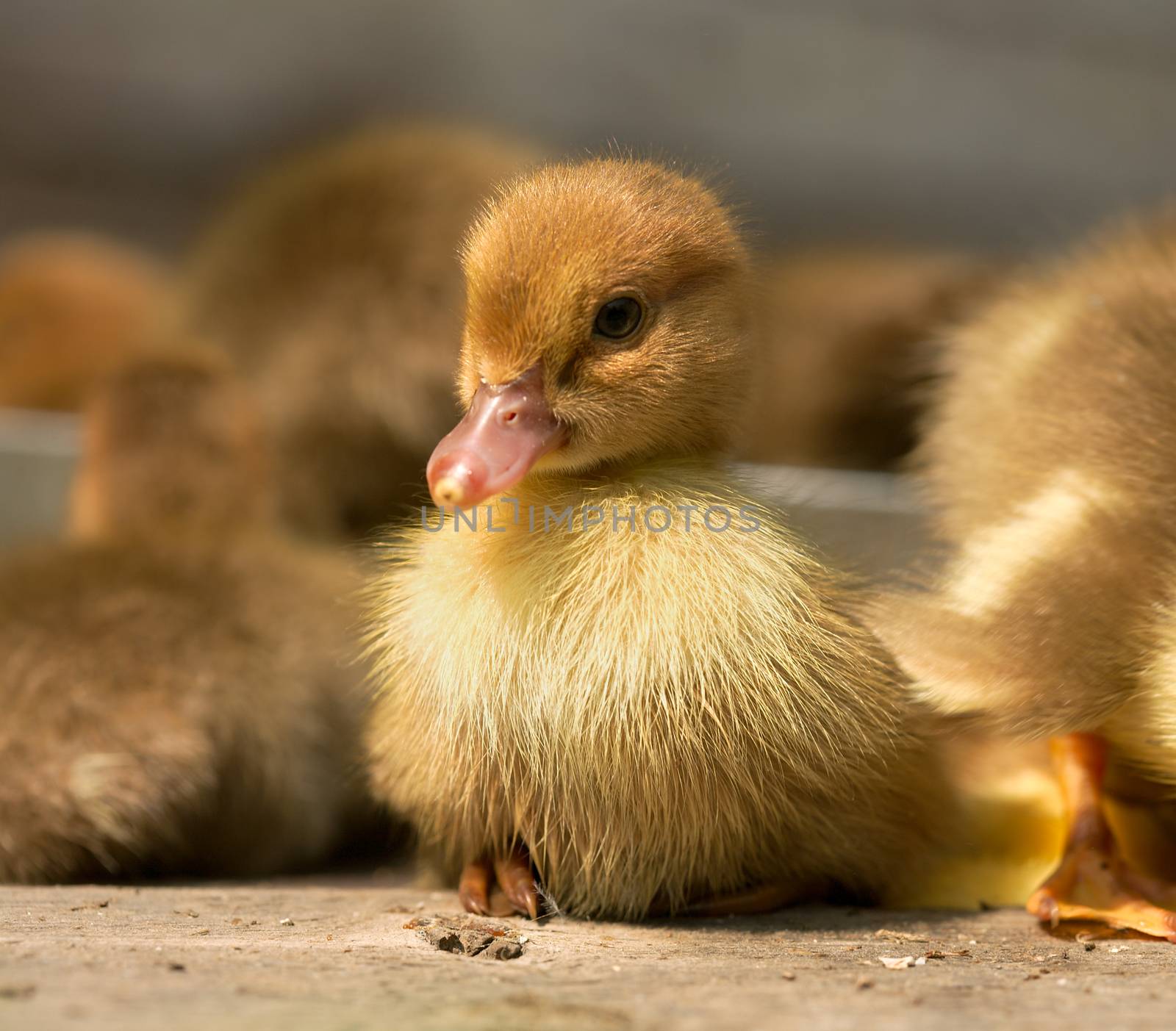musk duck ducklings closeup on a poultry yard