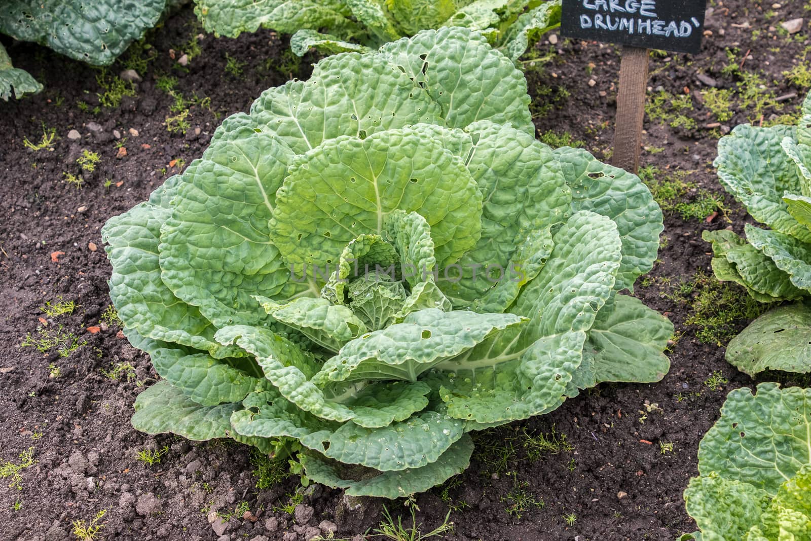 Cabbage growing in the ground
