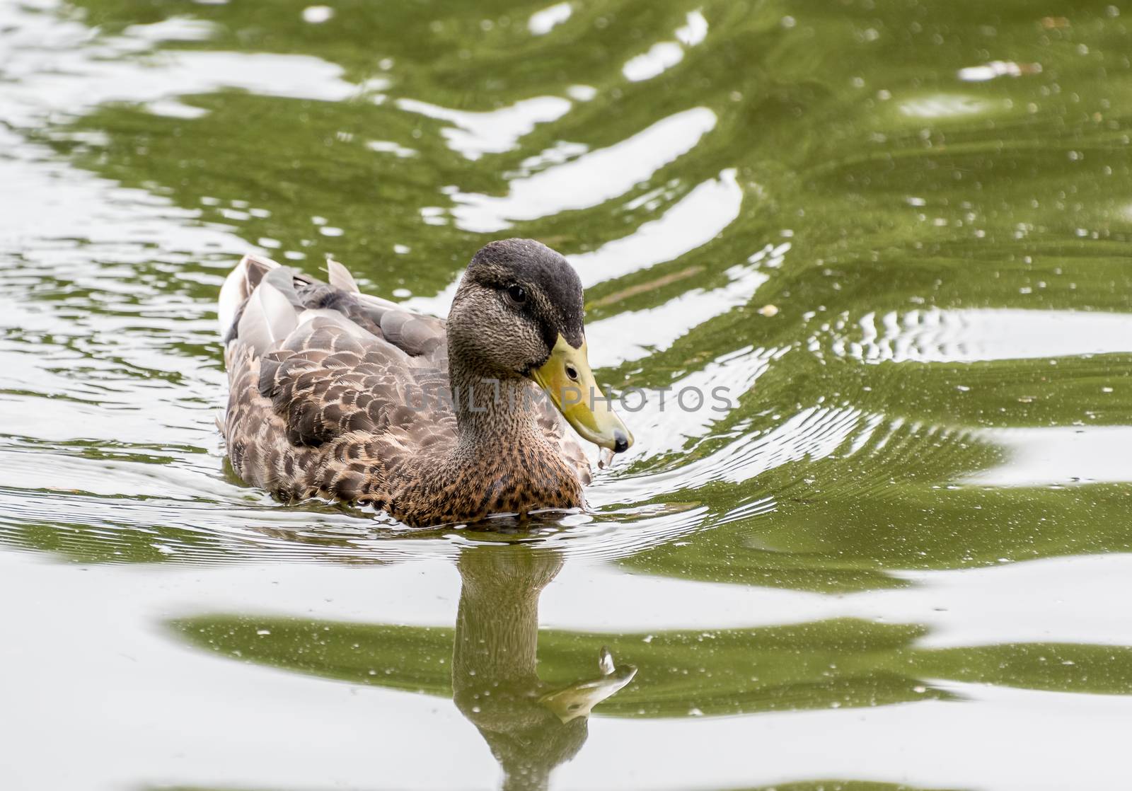 Mallard Duck swimming on the water