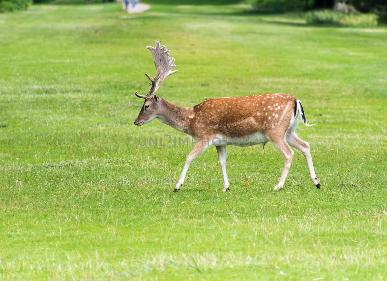 Fallow Deer in grass