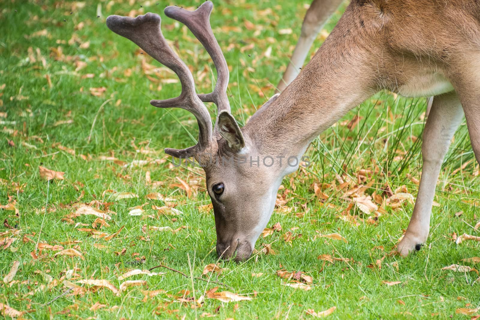 Fallow Deer in grass