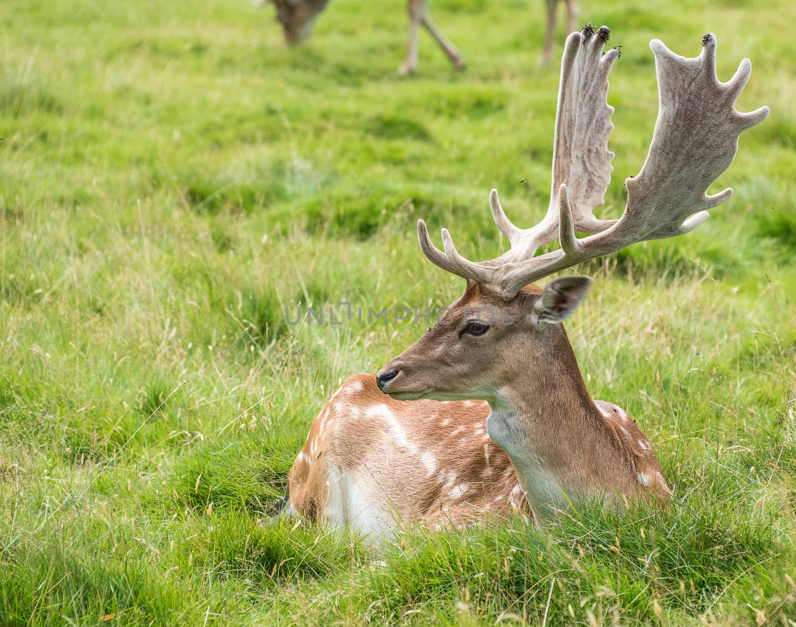 Fallow Deer in grass