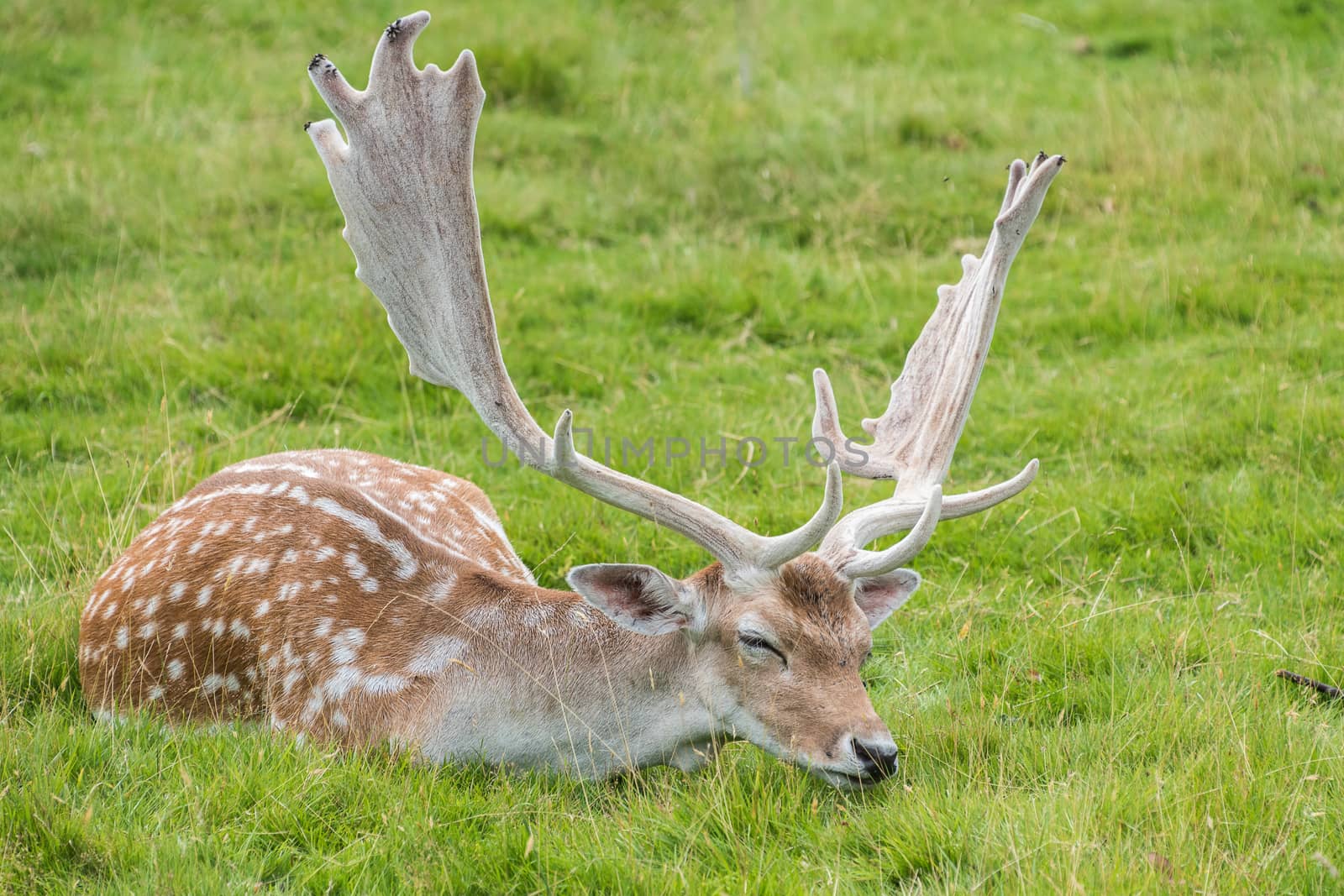 Fallow Deer in grass