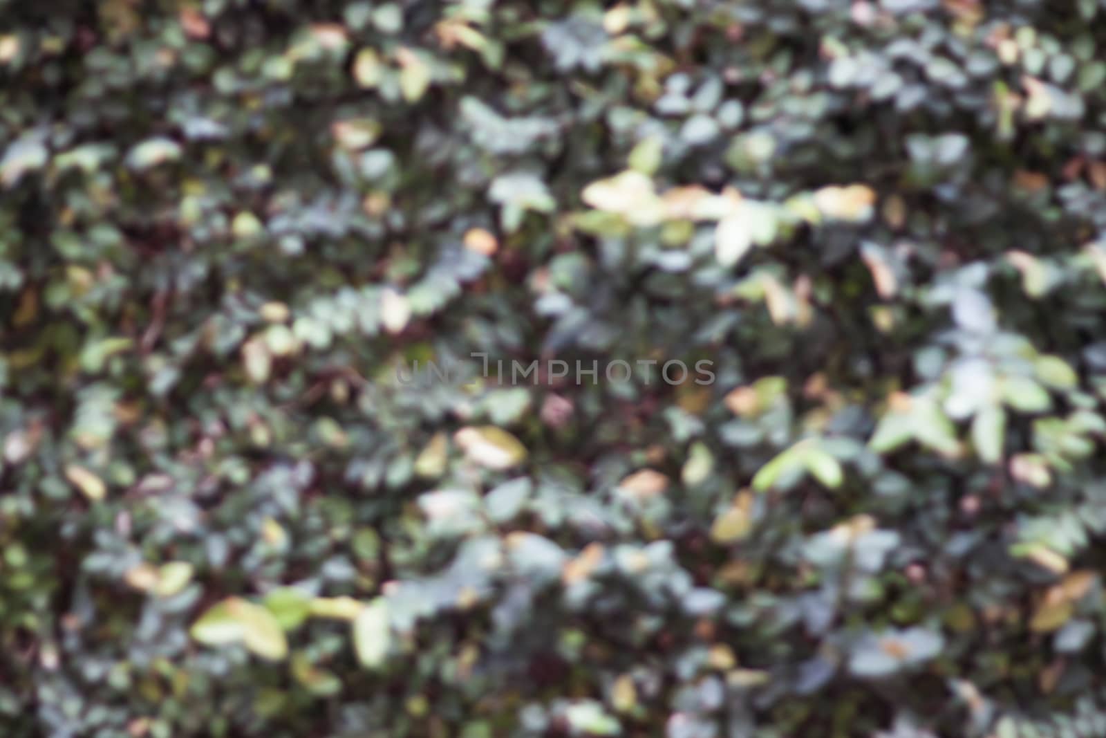 Green plant wall blurred background, stock photo