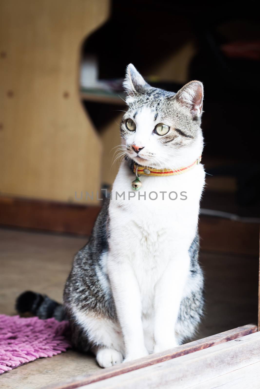 Thai cat sitting at home by punsayaporn