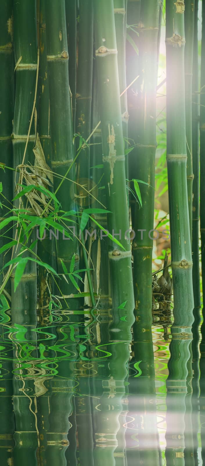 Bamboo with reflect in water