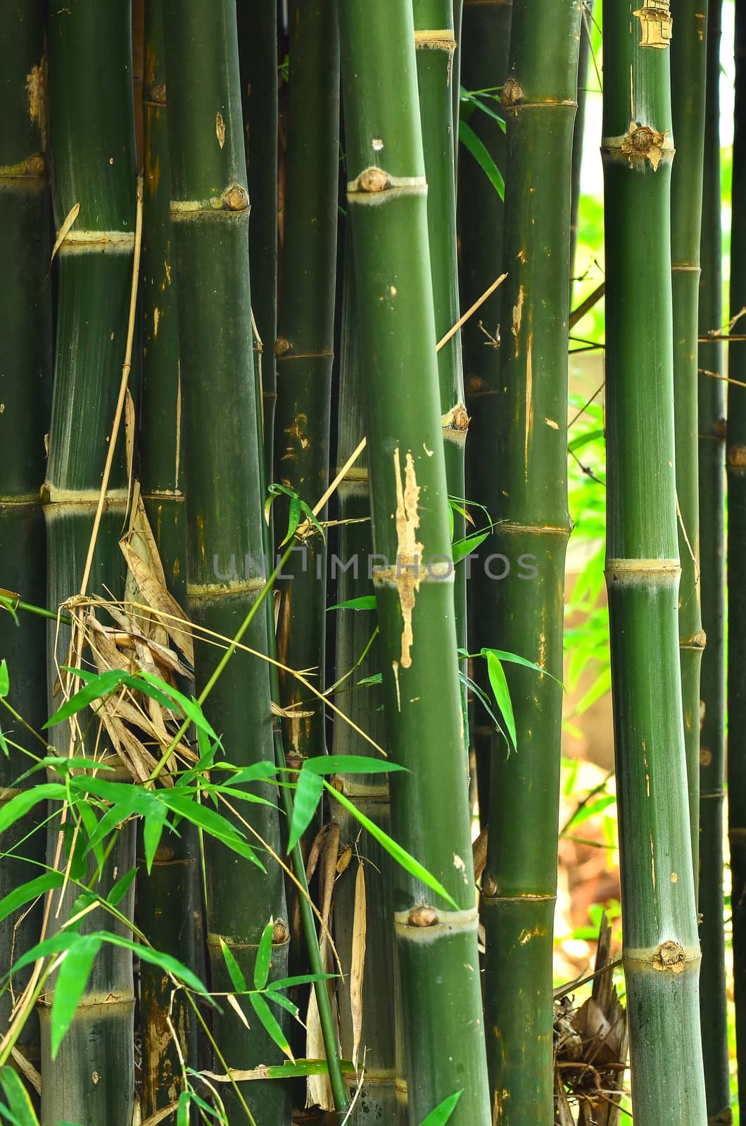 Bamboo by raweenuttapong