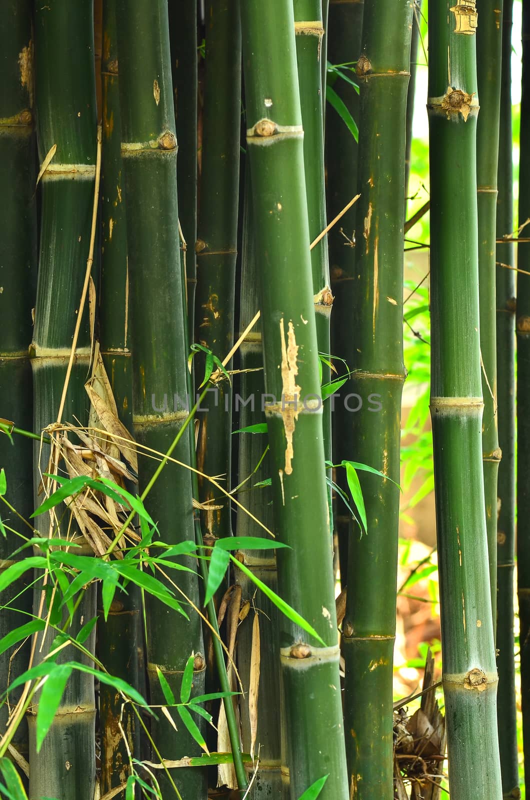 Bamboo