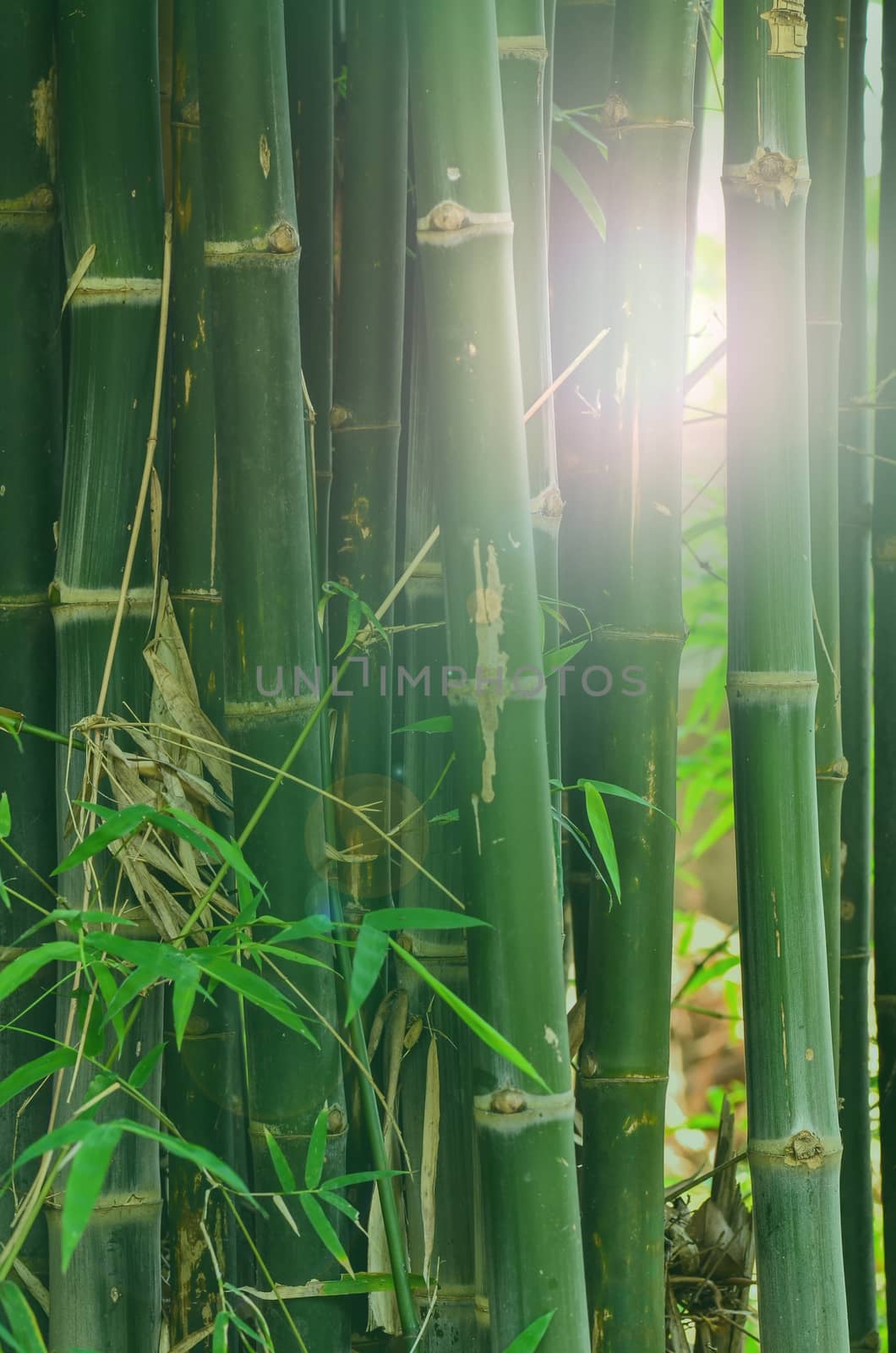 Bamboo