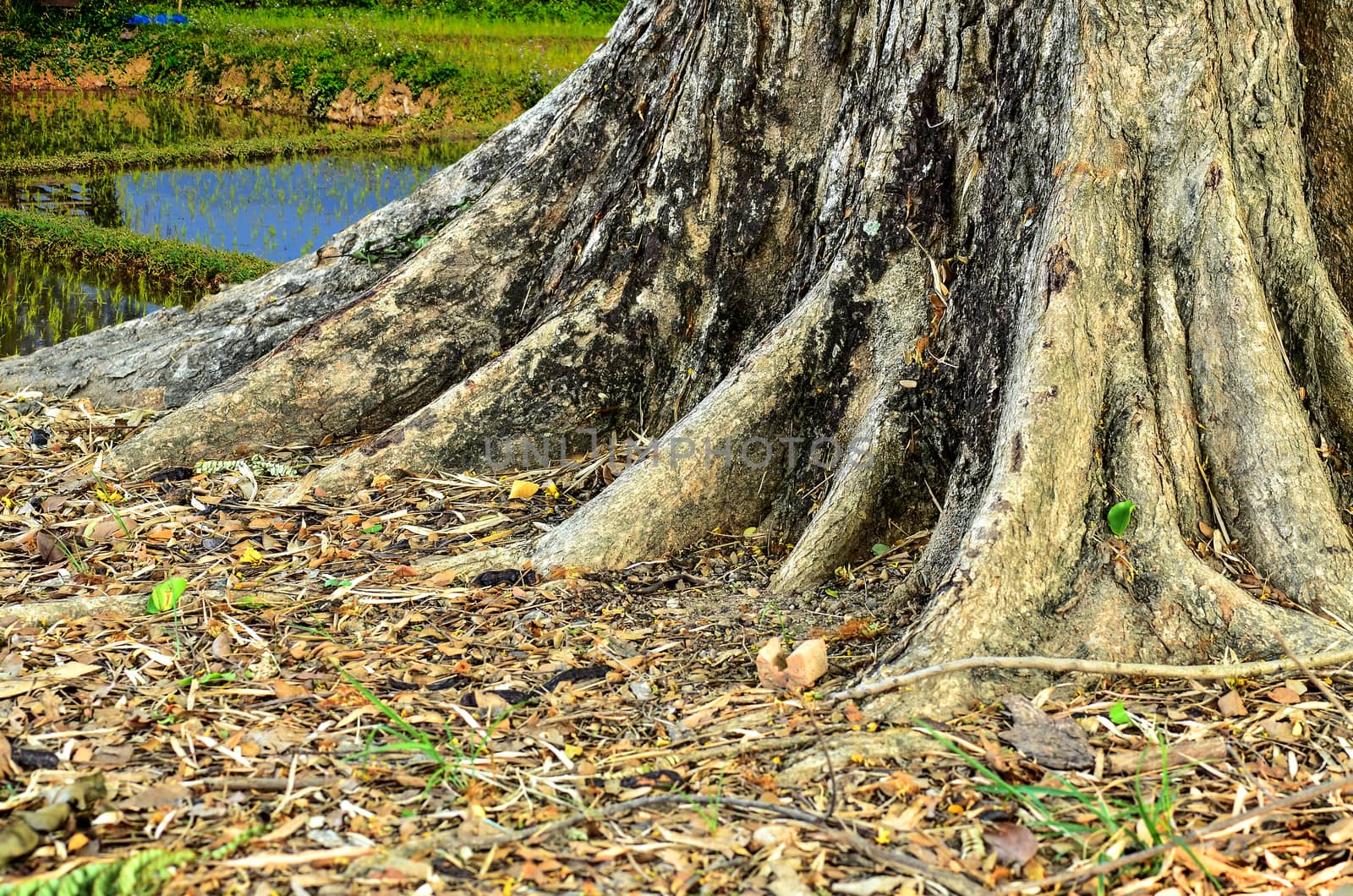 Base of a tree by raweenuttapong