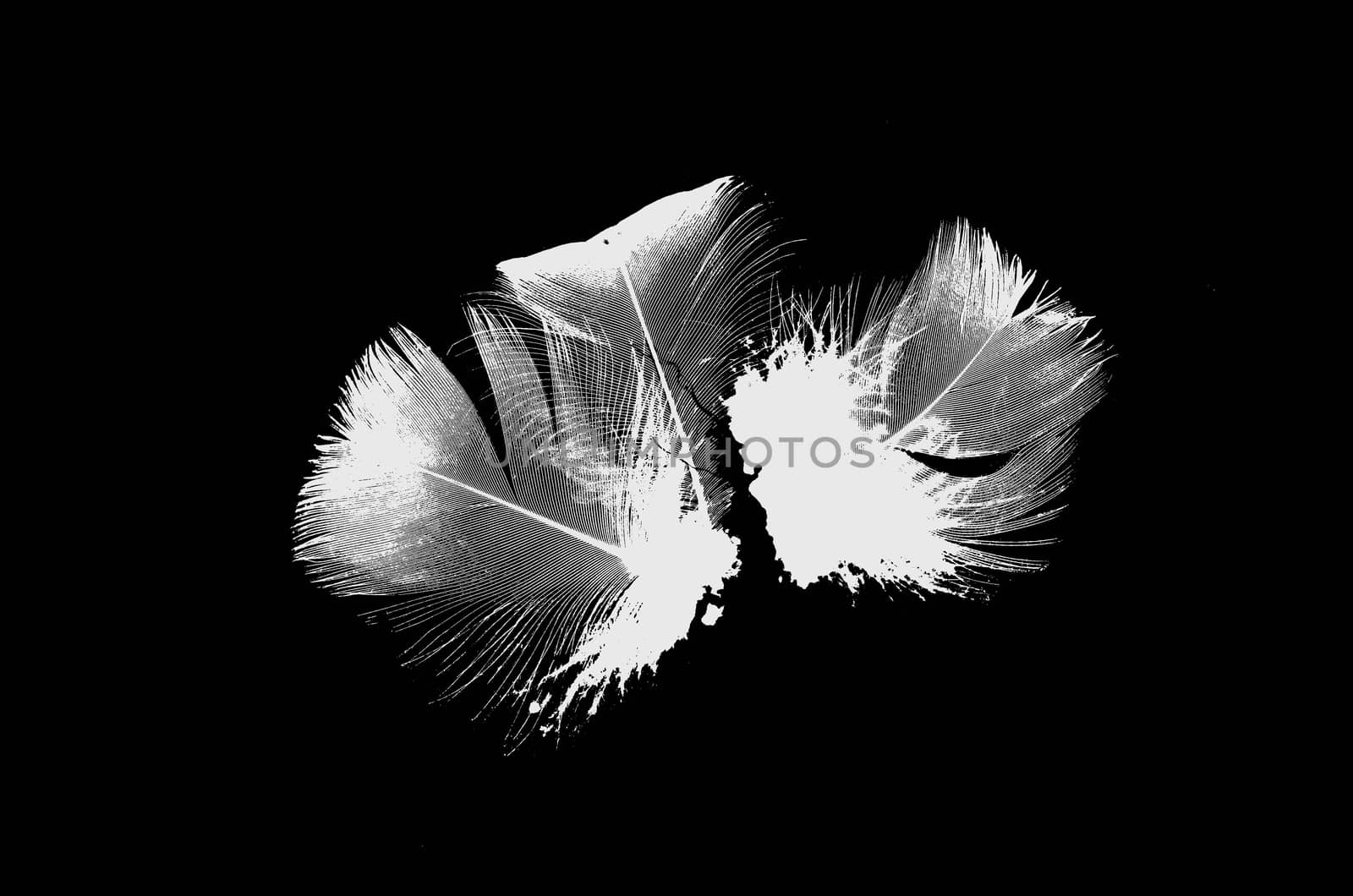 bird feather lying on black background