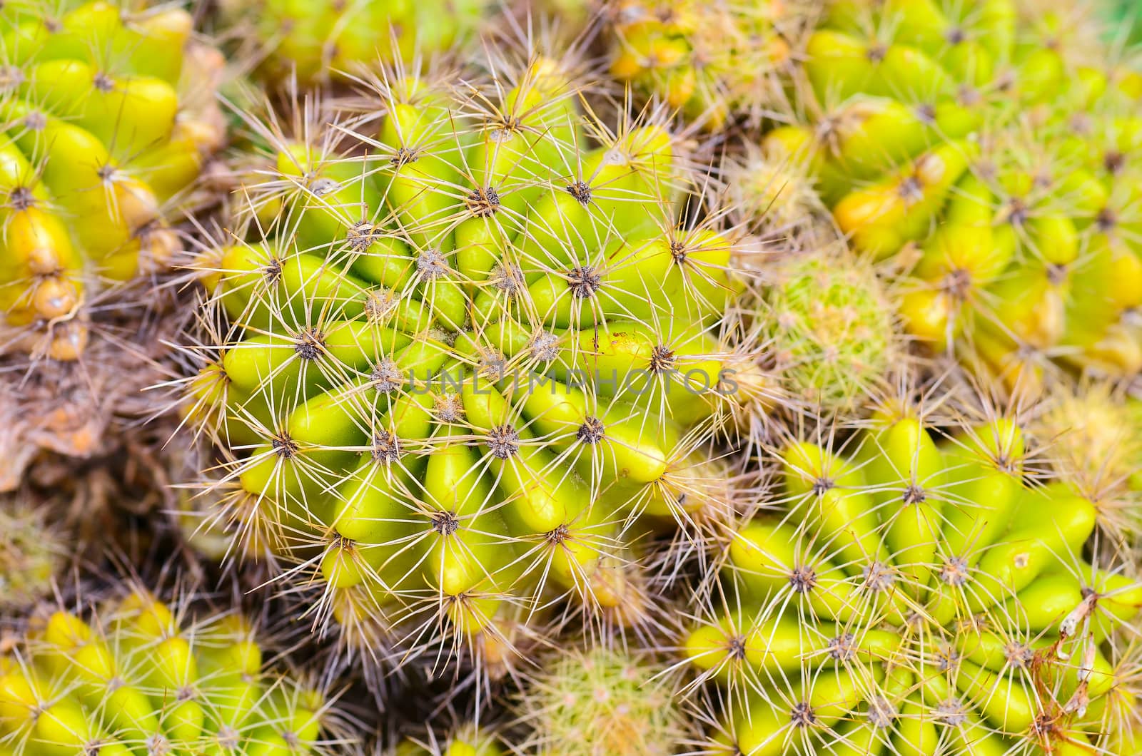 cactuses by raweenuttapong