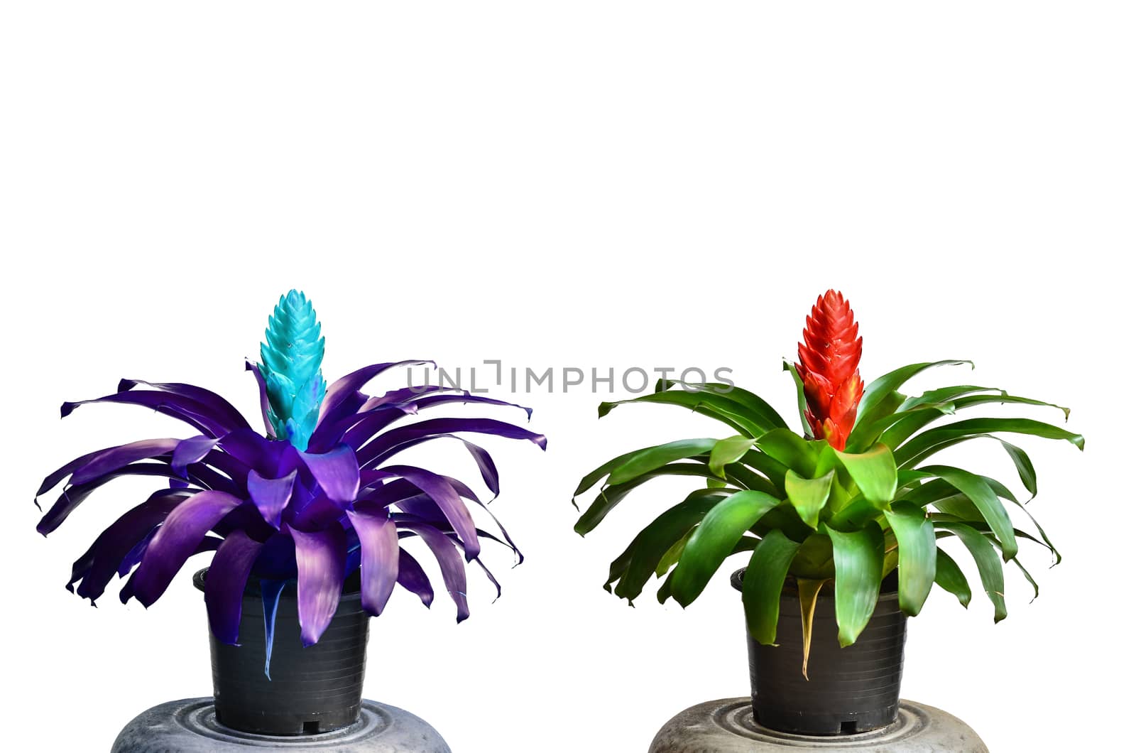 Blossoming plant of guzmania in flowerpot on white background