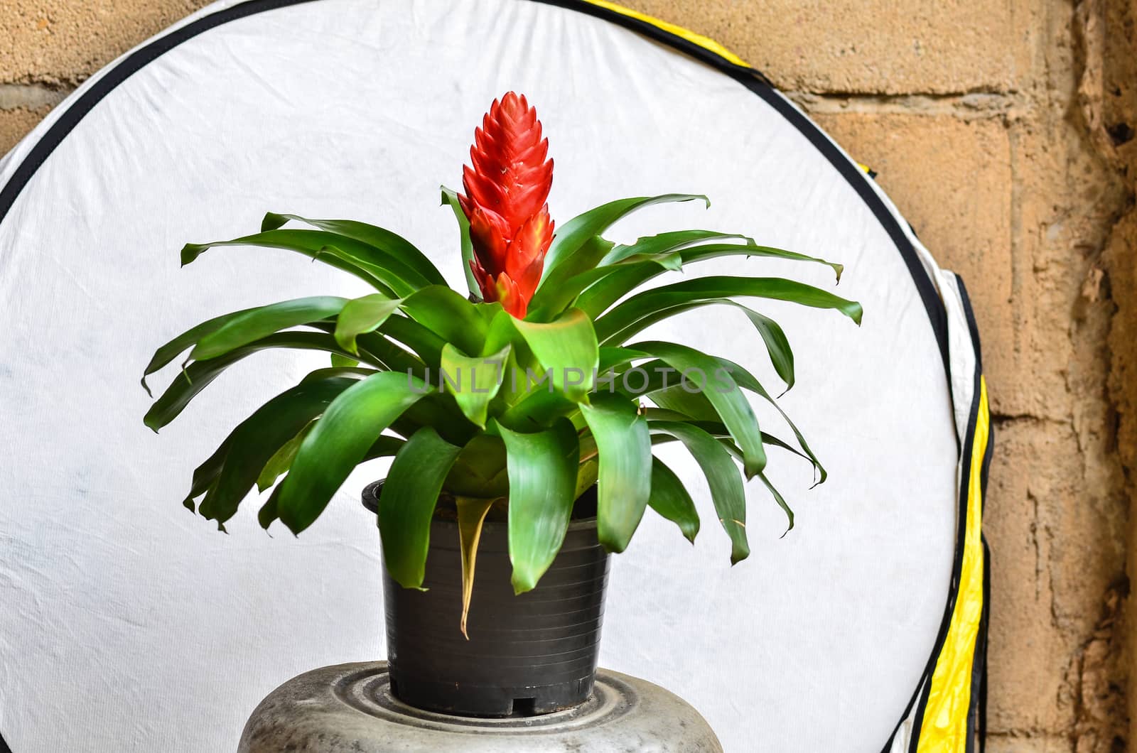 Blossoming plant of guzmania in flowerpot