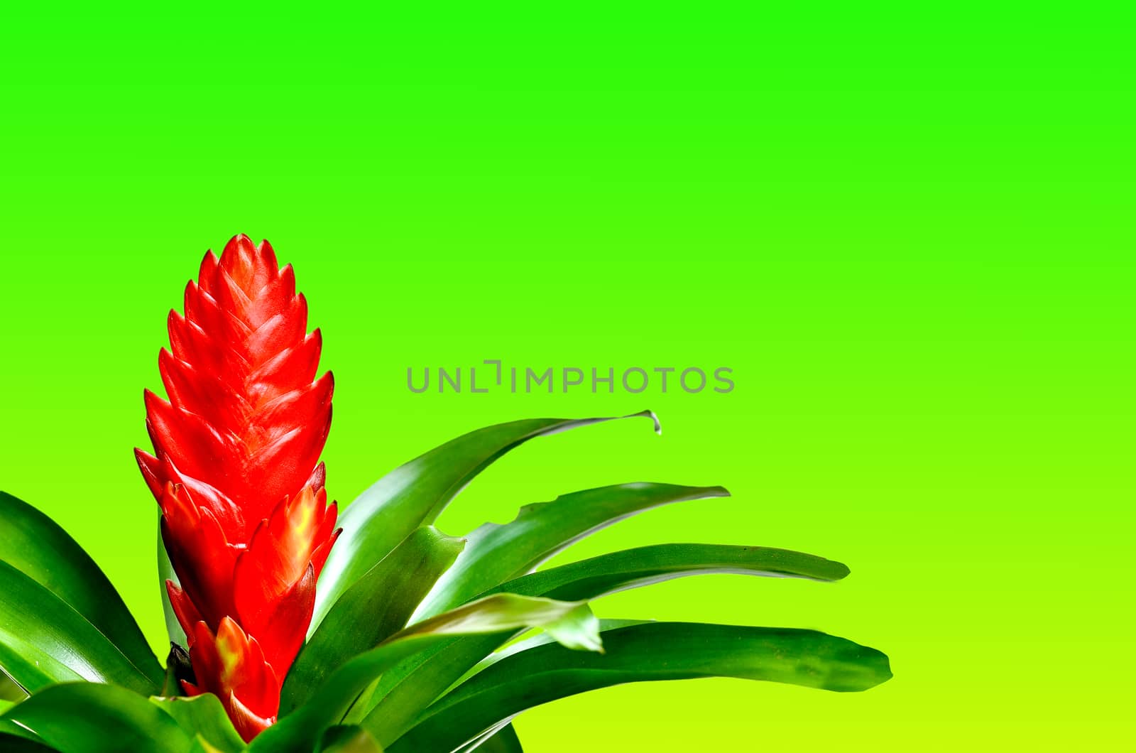 Blossoming plant of guzmania on green yellow background
