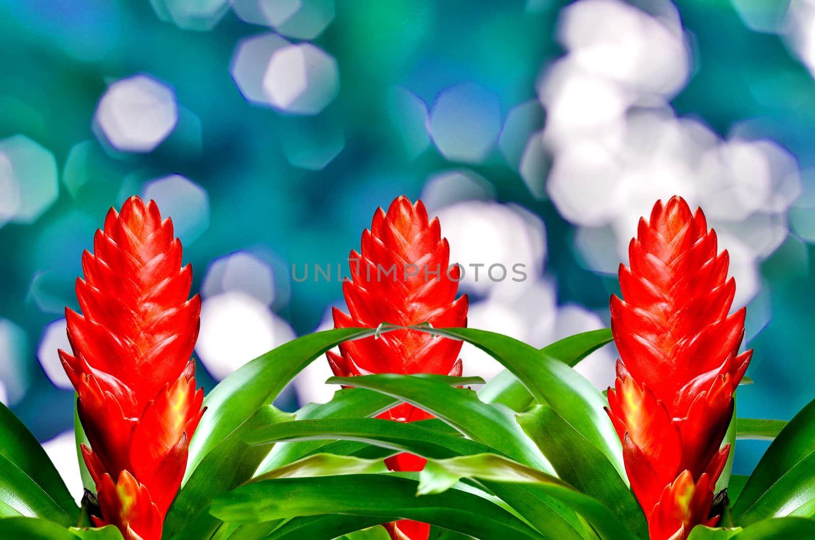 Blossoming plant of many guzmania on blue nature background