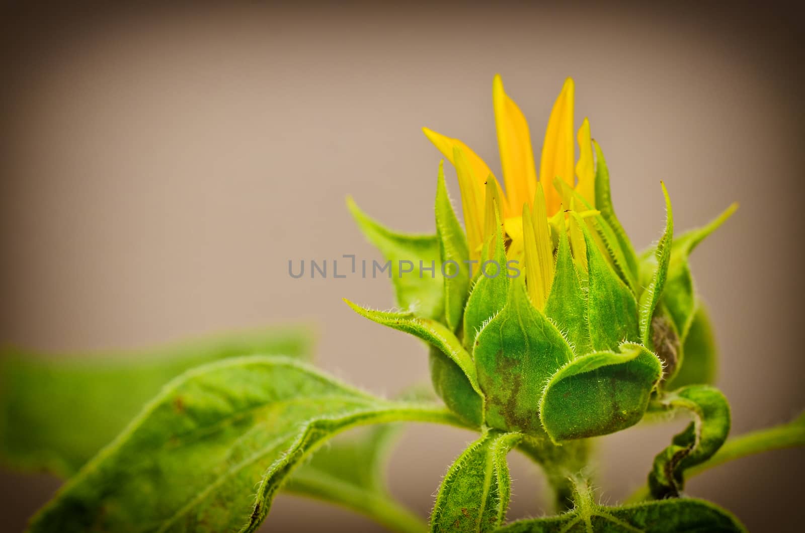 Budding Sunflower by raweenuttapong