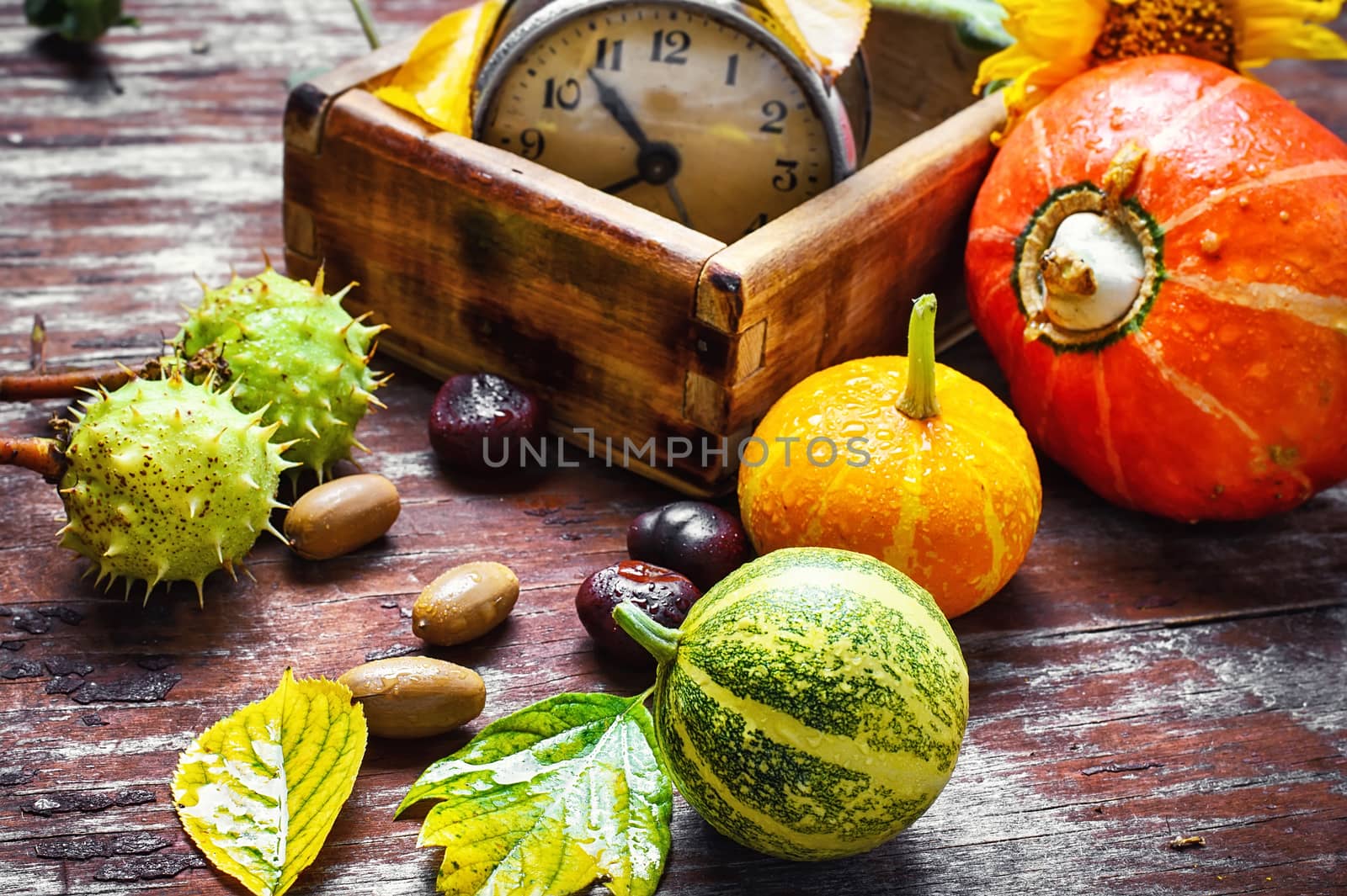 Autumn decorative pumpkin,chestnuts and retro alarm clock