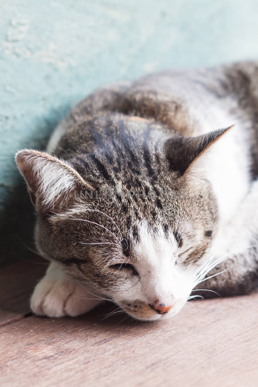 Thai cat sleeping in garden home by punsayaporn