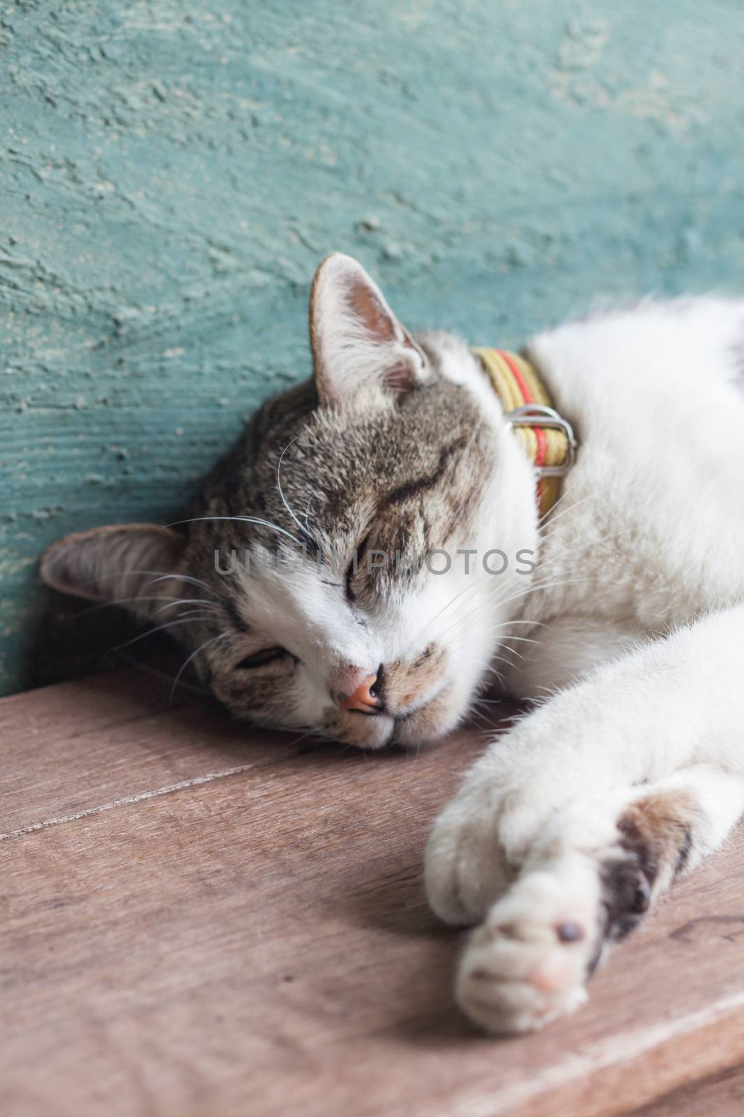 Thai cat sleeping in garden home by punsayaporn