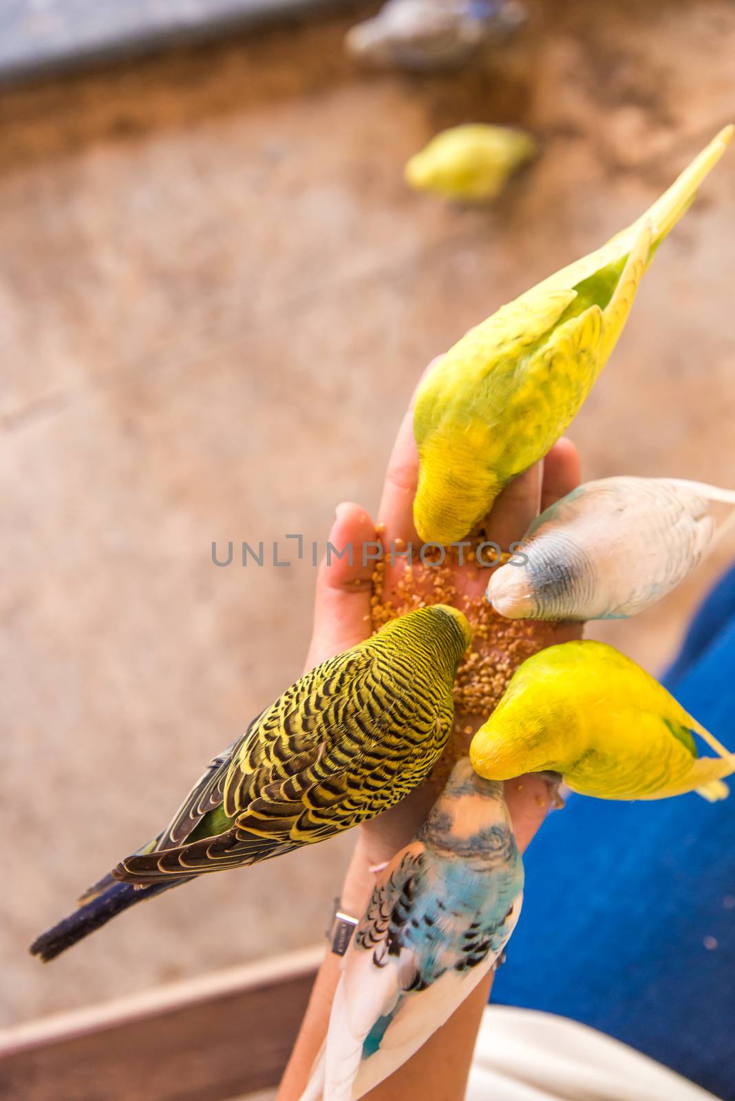 parrot is eating foods on people hand. by Soranop01