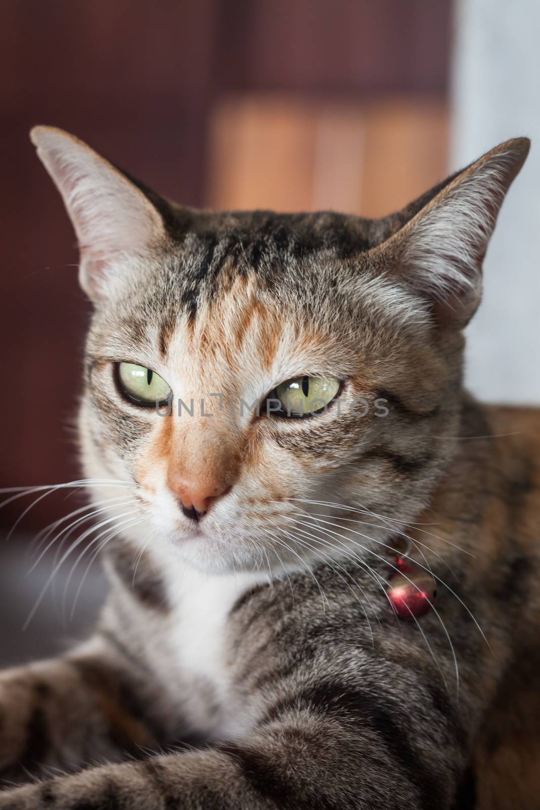 Thai cat pose at home, stock photo