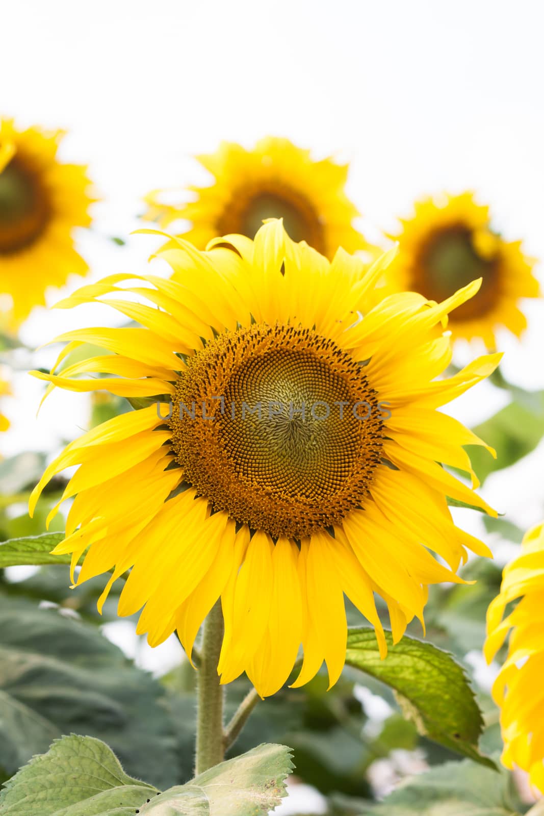 Beautiful sunflower with natural background by punsayaporn