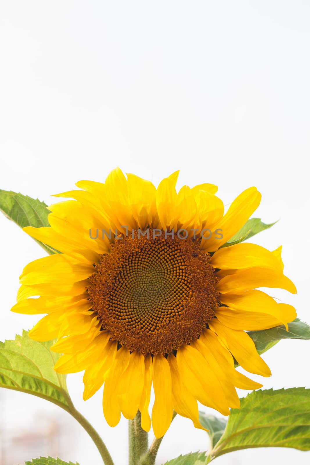 Beautiful sunflower with natural background, stock photo