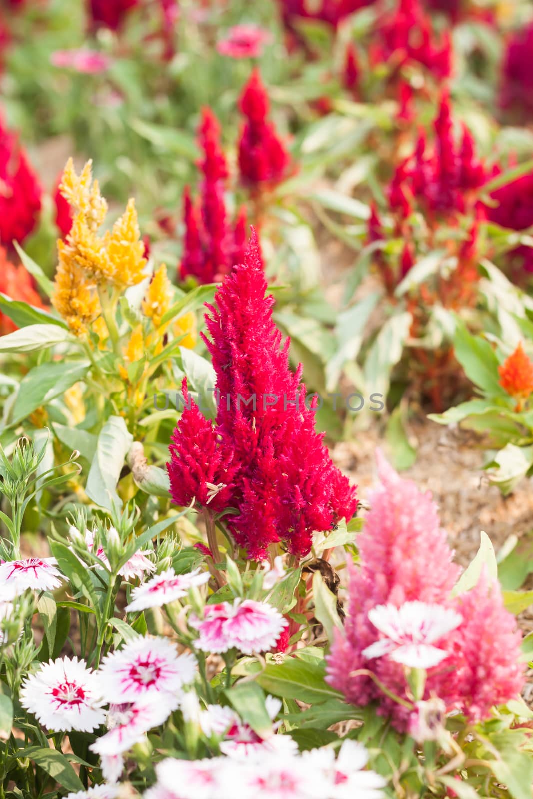 Beautiful red flower in garden, stock photo