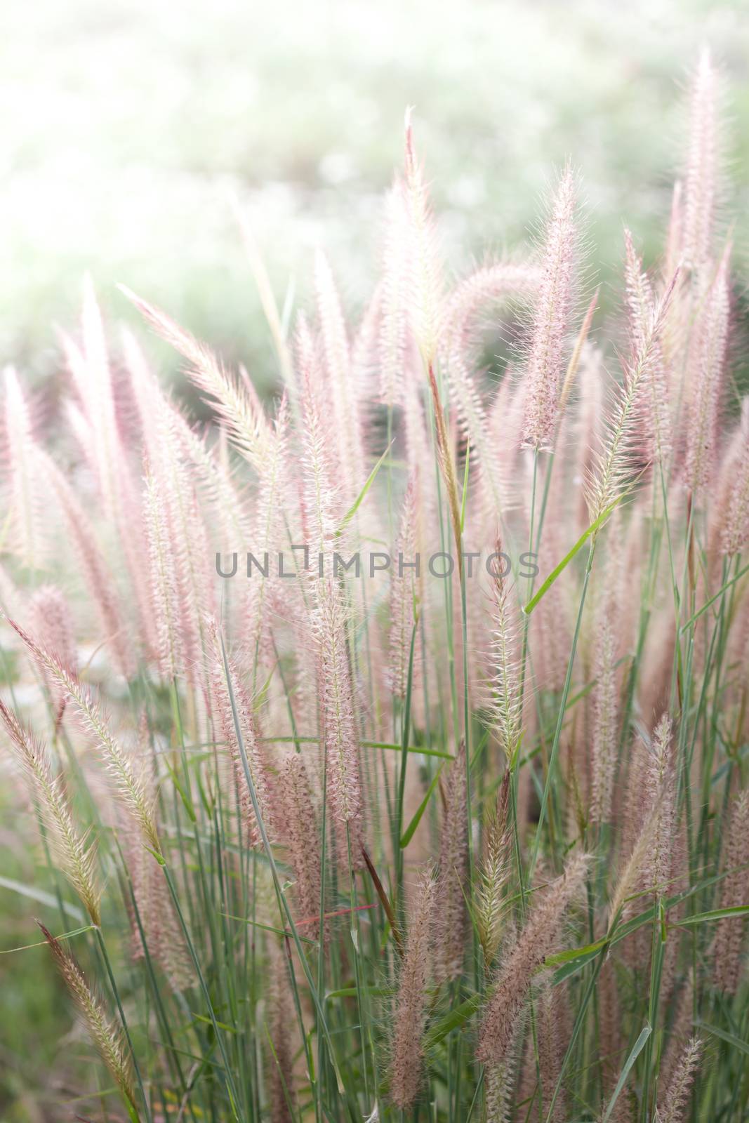 Field of grass during sunset by punsayaporn