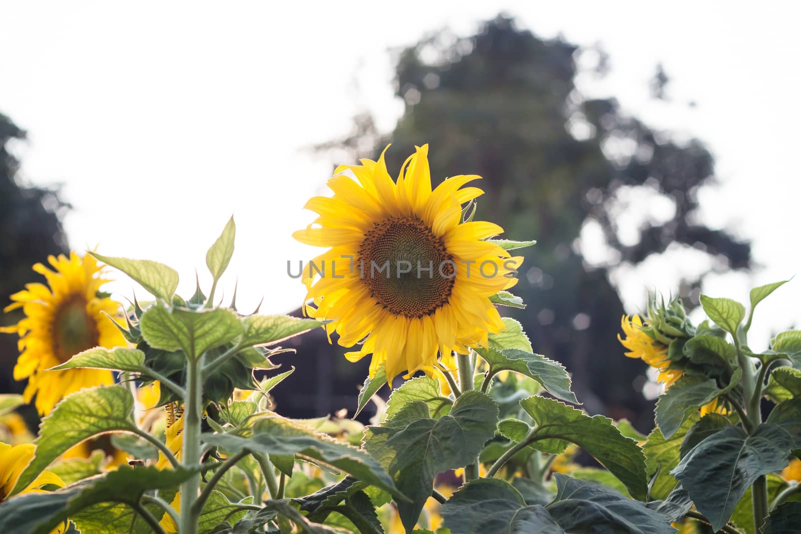 Beautiful sunflower on natural background with vintage filter style, stock photo