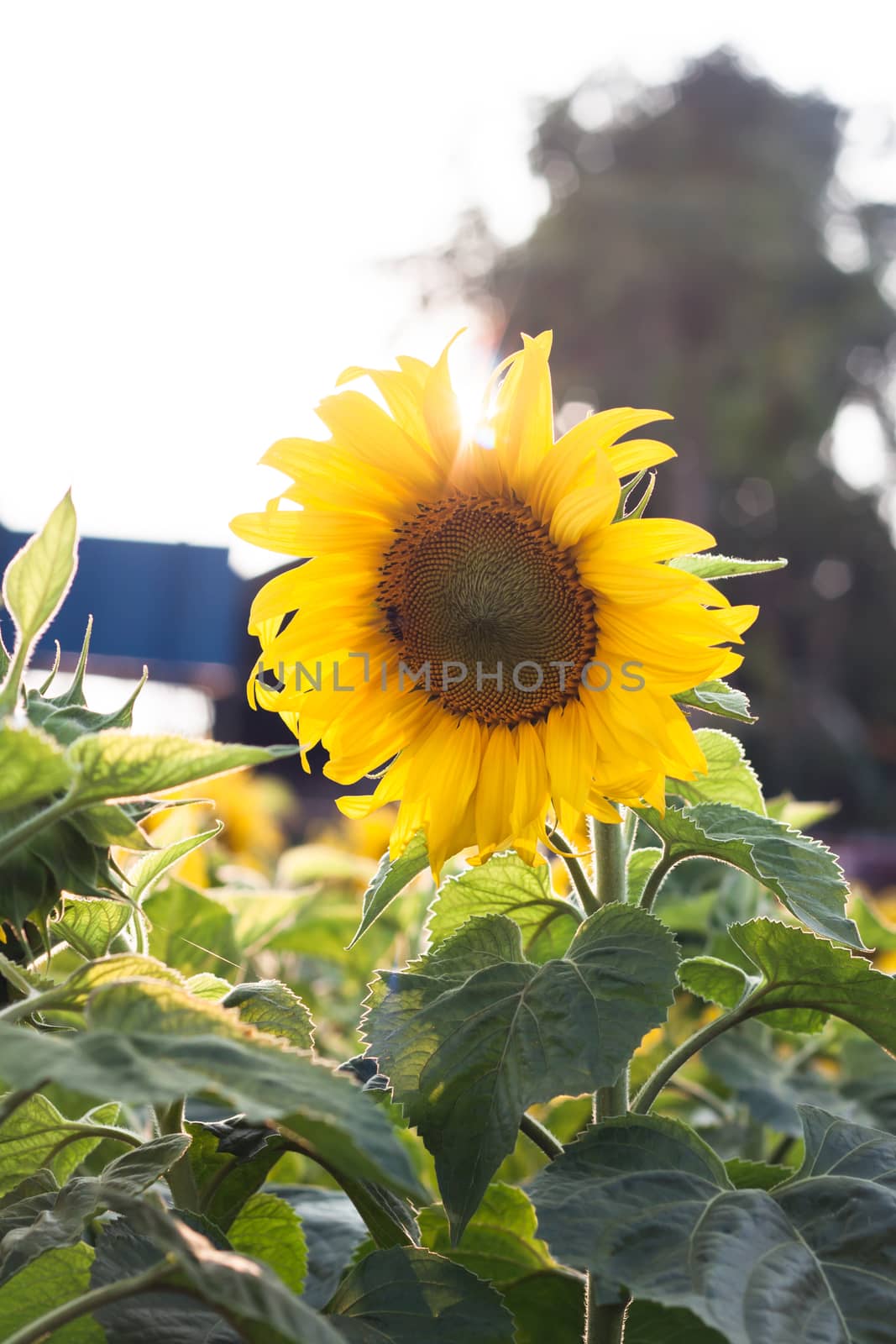 Beautiful sunflower with natural background, stock photo