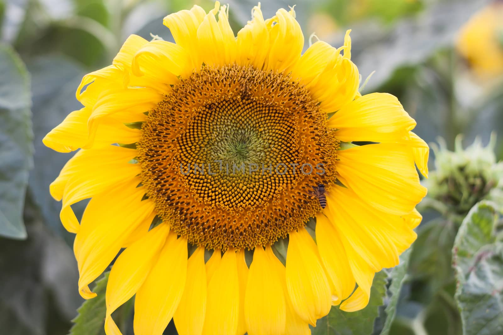 Beautiful sunflower with natural background, stock photo